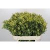 Leucadendron Pisa Spray