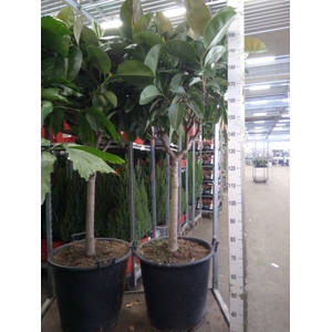 Ficus elastica 'Robusta'