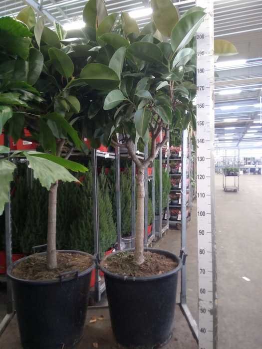 <h4>Ficus elastica 'Robusta'</h4>