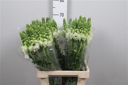 <h4>Antir Poto White</h4>