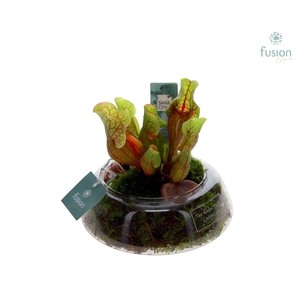 Green Bottle Christel Small met Vleeseters