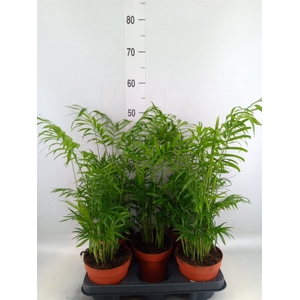 Chamaedorea elegans