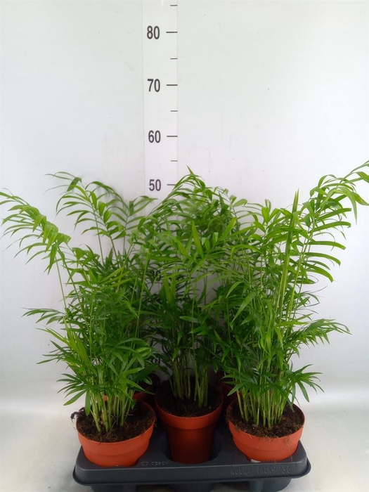 <h4>Chamaedorea elegans</h4>