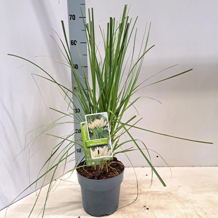 <h4>Cortaderia selloana</h4>