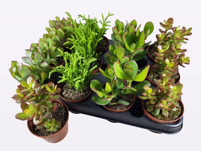 <h4>CRASS OVERIG</h4>