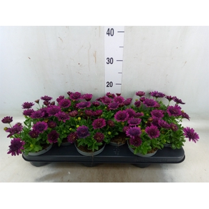 Osteospermum  'FlowPow Dbl Purple'