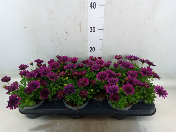 <h4>Osteospermum  'FlowPow Dbl Purple'</h4>