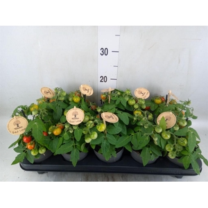 Solanum lycopersicum   ...