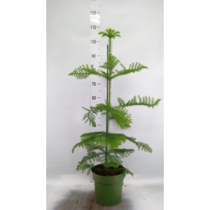 Araucaria heterophylla
