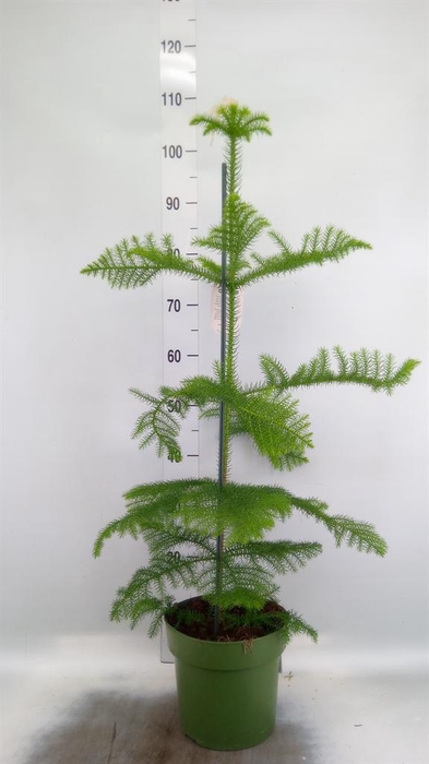 <h4>Araucaria heterophylla</h4>