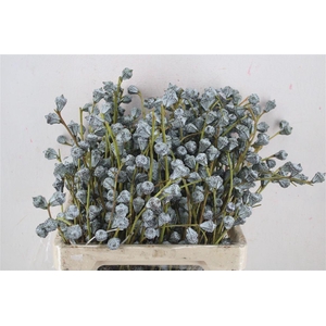 Euca Boule 300gram Sup P Bunch