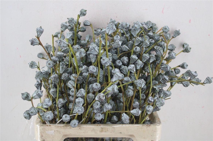 <h4>Euca Boule 300gram Sup P Bunch</h4>