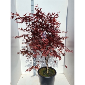 Acer palmatum 'Bloodgood'