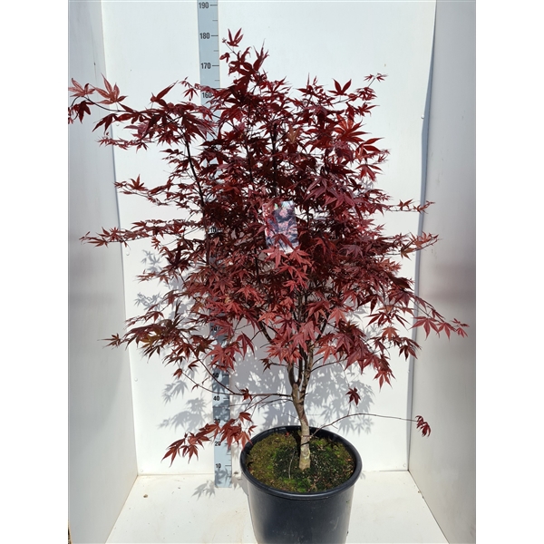 <h4>Acer palmatum 'Bloodgood'</h4>
