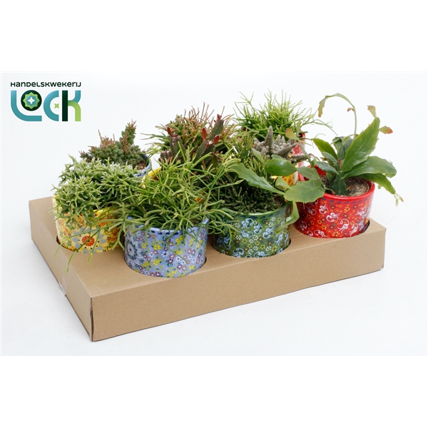<h4>Rhipsalis mix in kleuren keramiek</h4>