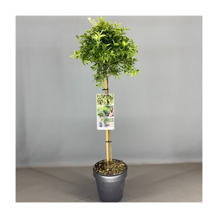<h4>Euonymus fort. 'Harlequin' C3</h4>