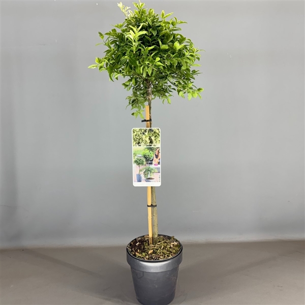 Euonymus fort. 'Harlequin' C3