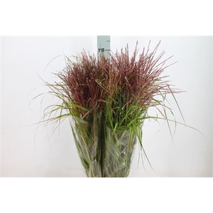Siergras Miscanthis Red