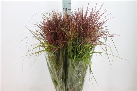 <h4>Siergras Miscanthis Red</h4>