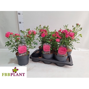 ROSA MIXK
