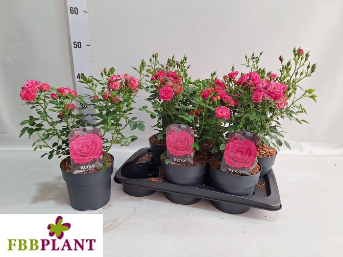 <h4>ROSA MIXK</h4>