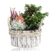 ARR TUINPLANTEN