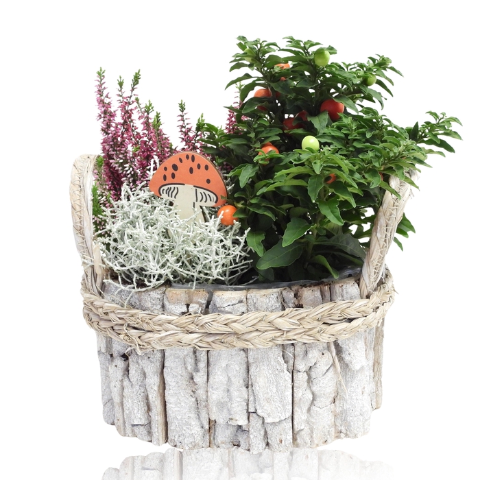 ARR TUINPLANTEN
