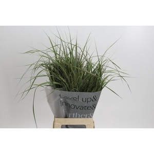 Panicum Dewey Blue