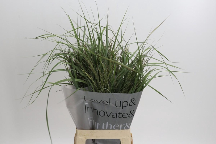 <h4>Panicum Dewey Blue</h4>