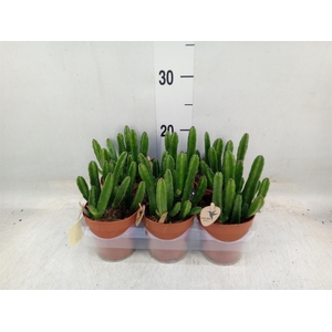 Stapelia leendertziae