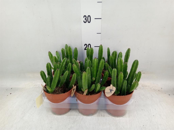 <h4>Stapelia leendertziae</h4>
