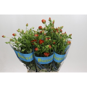 Ranunculus Butterfly Minoan