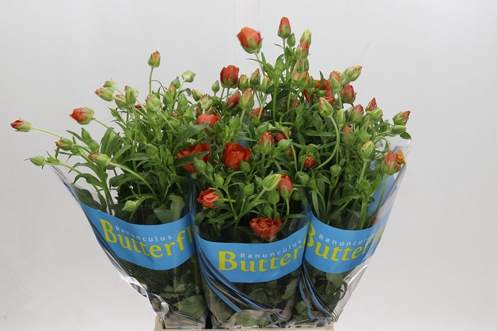 <h4>Ranunculus Butterfly Minoan</h4>