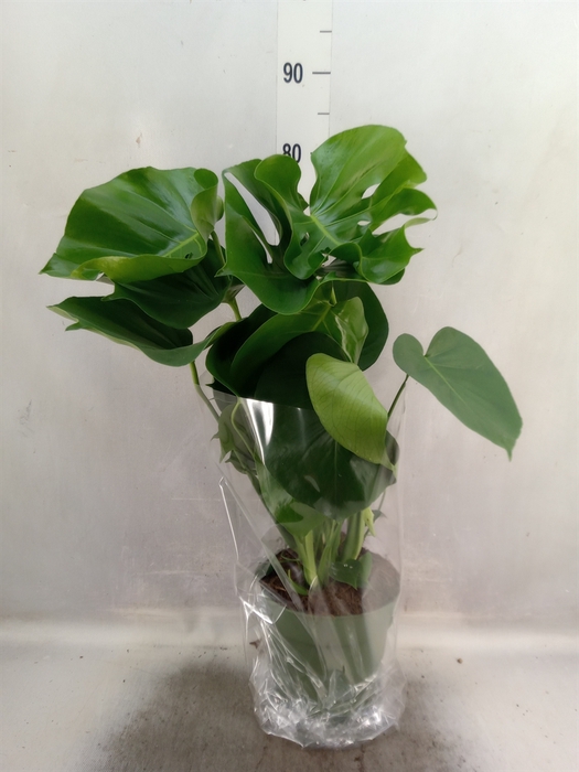 <h4>Monstera delic.</h4>