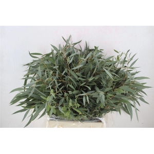 Euca Nicoly Short 150gr P Bunch