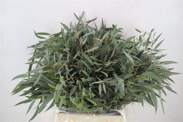 <h4>Euca Nicoly Short 150gr P Bunch</h4>