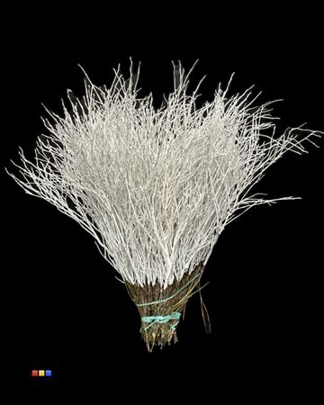 <h4>Vaccinium / Heidelbeer White</h4>