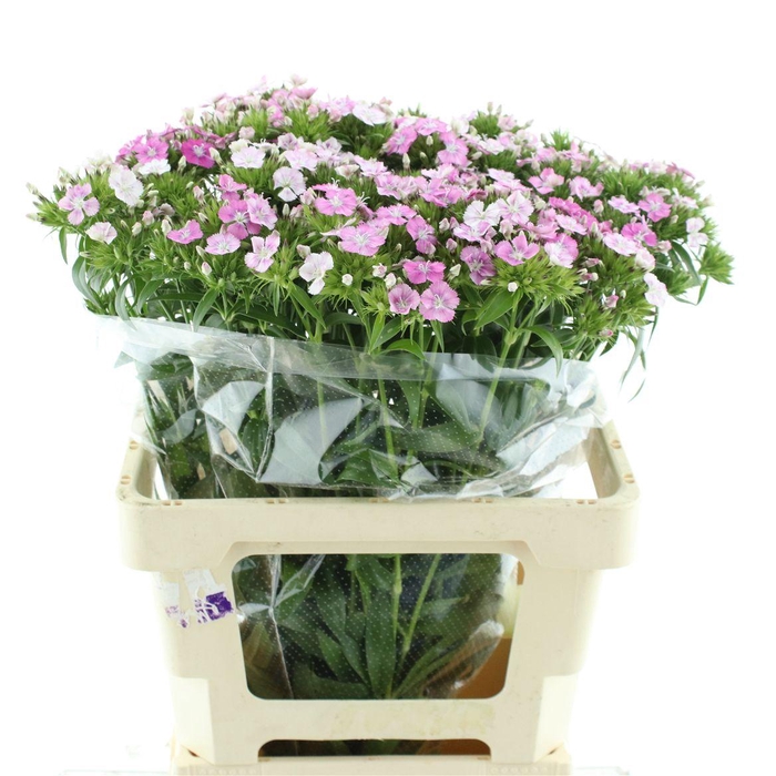<h4>Di Barb Am Rose N L</h4>