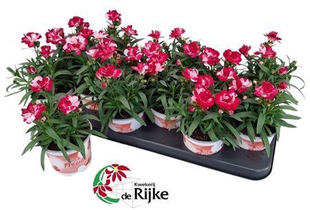 <h4>Dianthus 'Sprint Red & Proud'</h4>