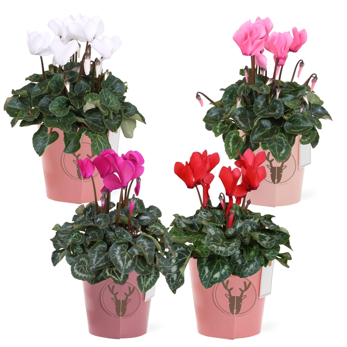 <h4>Collectie "Rich Love" Cyclaam in Papercup Rudolf</h4>