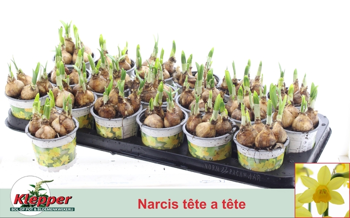 <h4>NARC O TETE A TETE</h4>