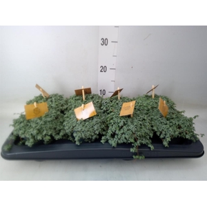 Pilea glaucophylla 'Greyzy'