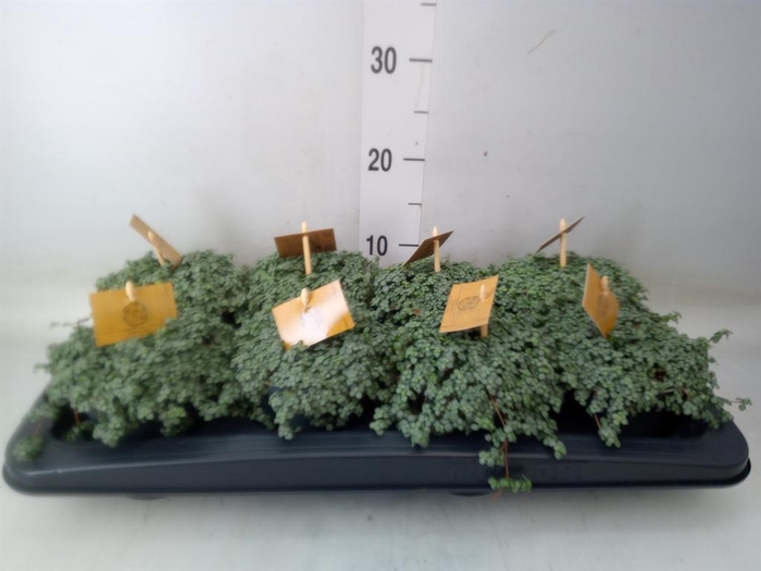 <h4>Pilea glaucophylla 'Greyzy'</h4>