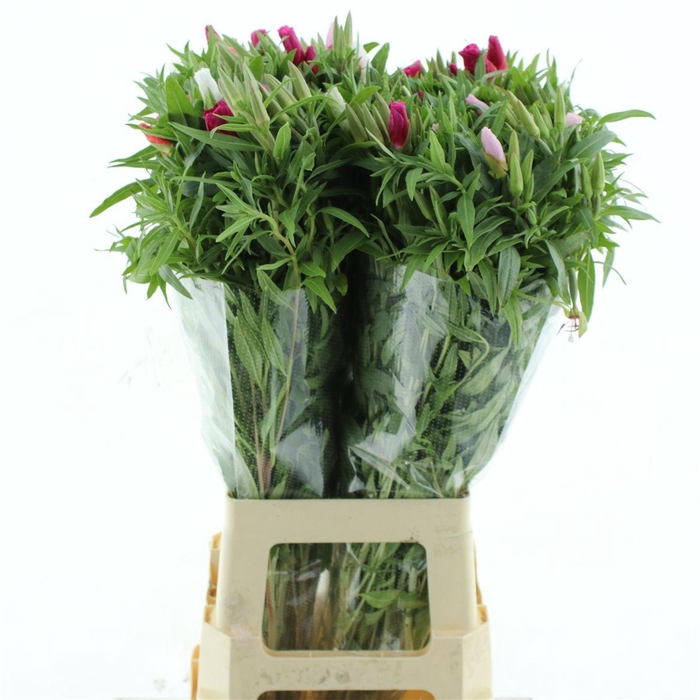 <h4>Clarkia Gemengd In Bos</h4>