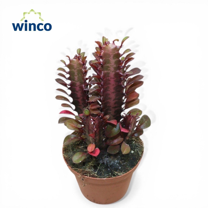 <h4>Euphorbia Trigona Rubra</h4>