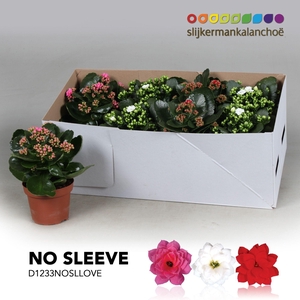 Kalanchoe No Sleeve - LOVE mix