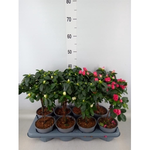 Rhododendron sim.   ...