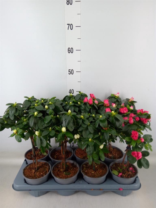 <h4>Rhododendron sim.   ...</h4>