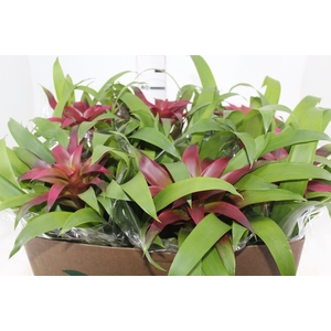 GUZMANIA VOILA P14
