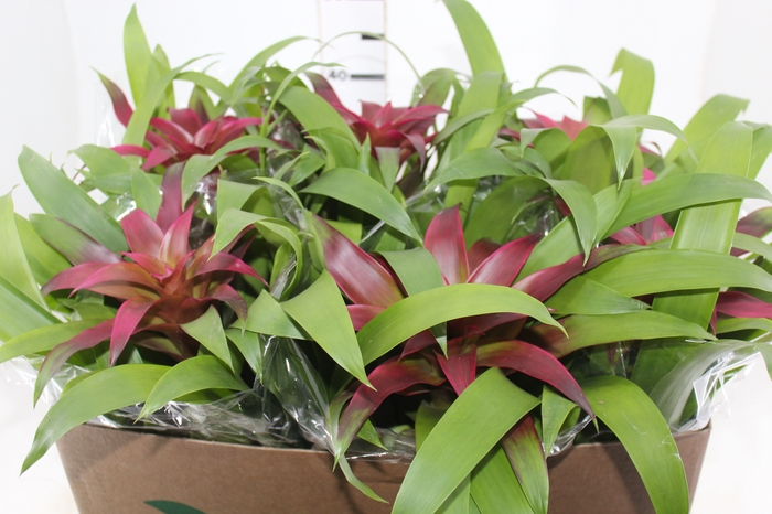 <h4>GUZMANIA VOILA P14</h4>
